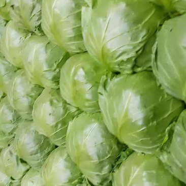 甘蓝大量上市，质量一流