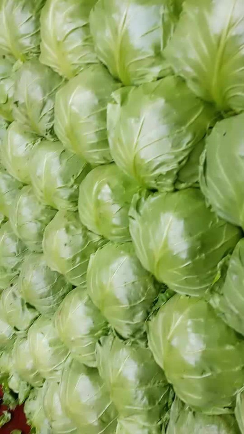 甘蓝大量上市，质量一流