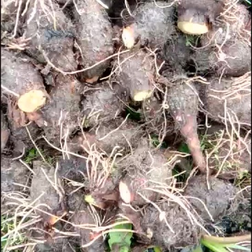 小香芋，乐昌芋仔粉香，
