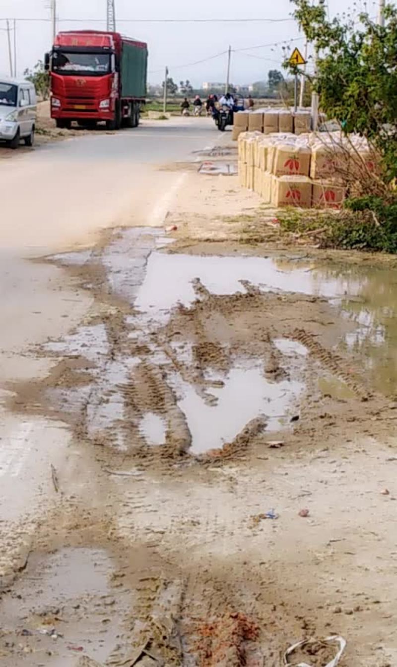 纯沙地西瓜红