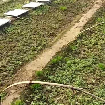 楸树苗