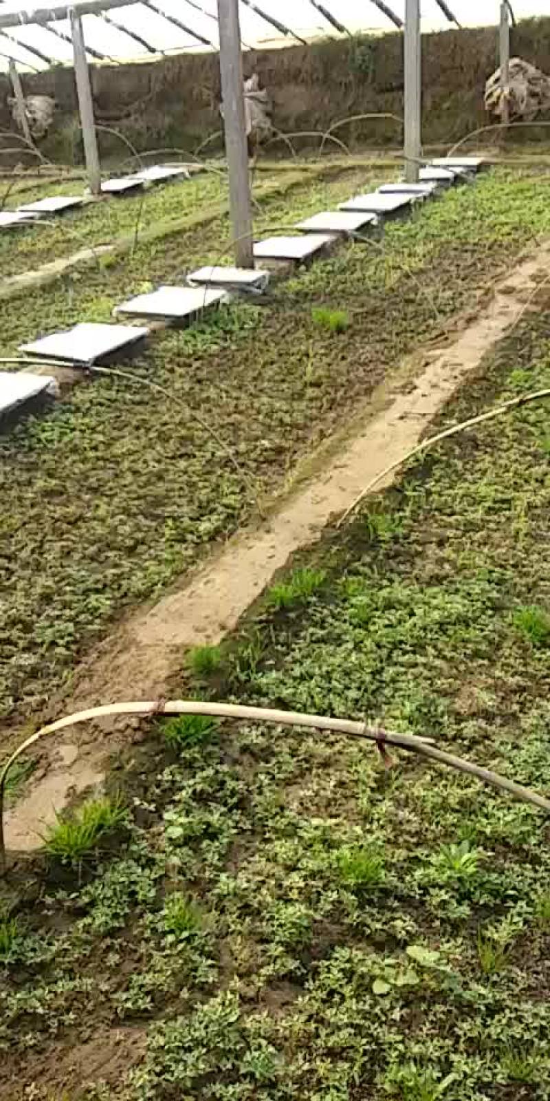楸树苗