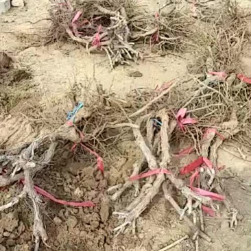 葡萄树夏黑枝条价格便宜
