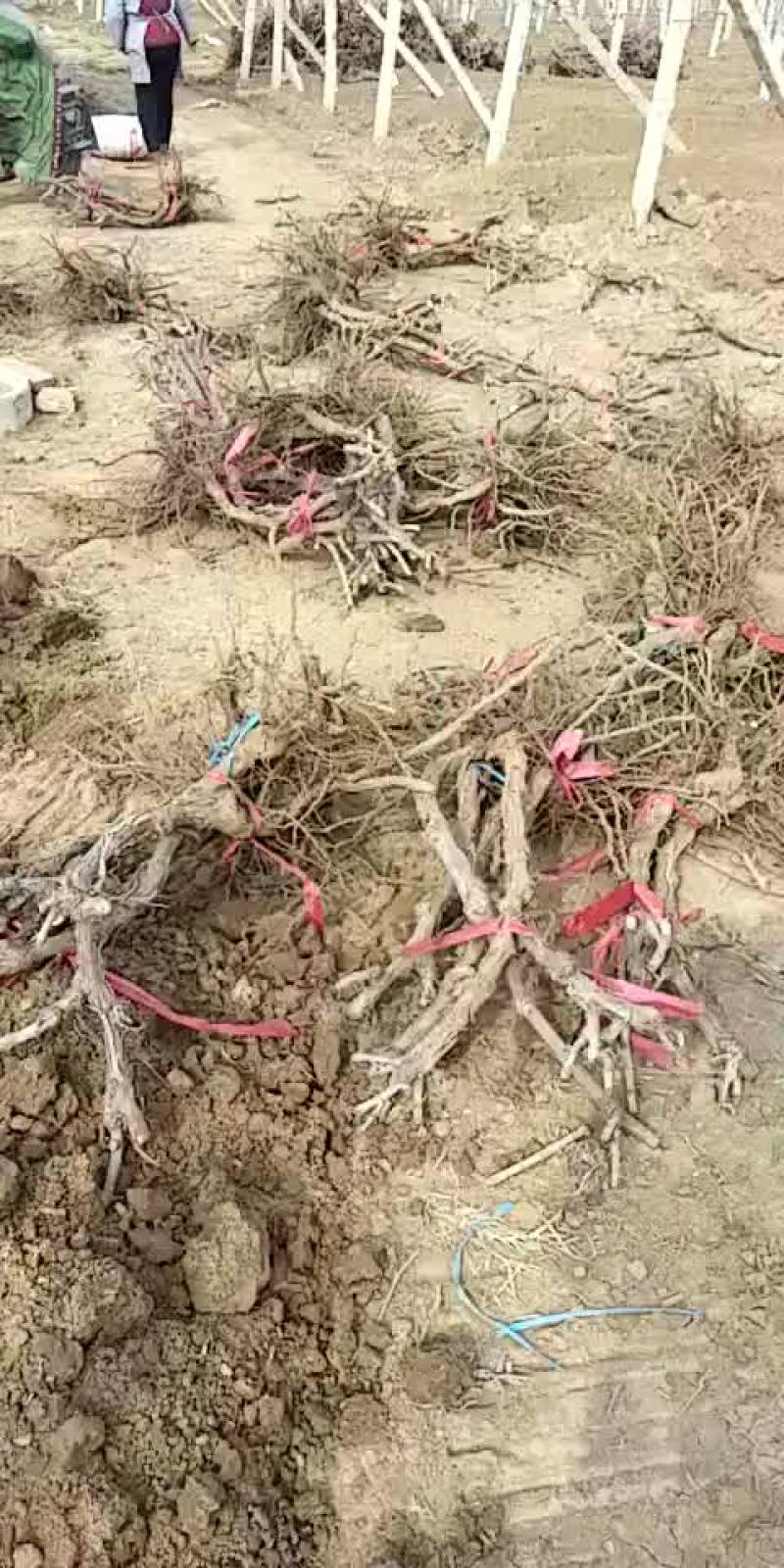 葡萄树夏黑枝条价格便宜