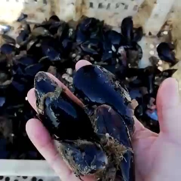 海虹