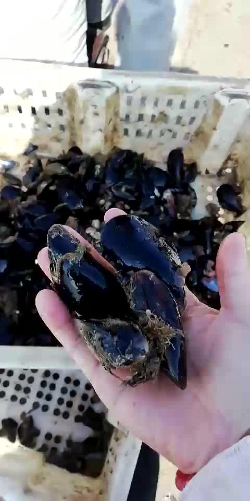 海虹