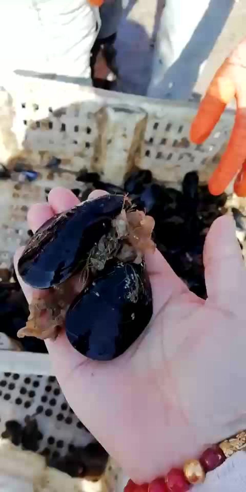 海虹