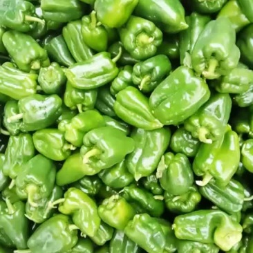 圆椒