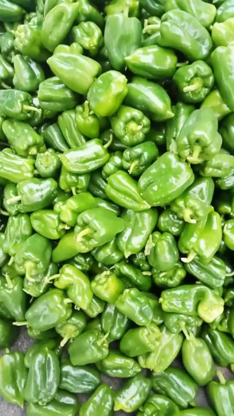 圆椒