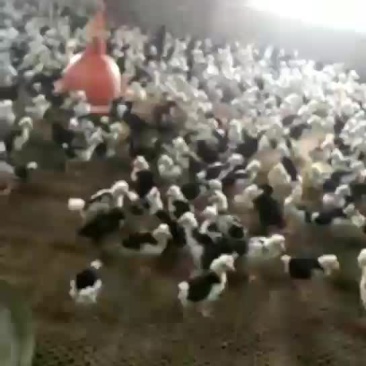 贵妃鸡🐔脱温了