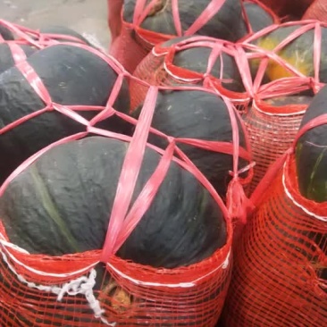 缅甸新西兰板栗南瓜