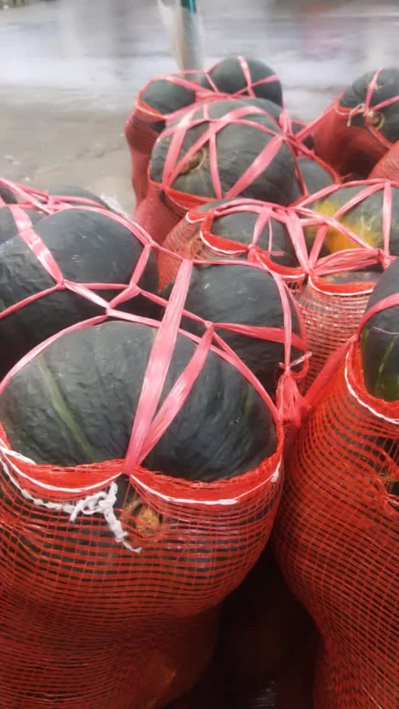 缅甸新西兰板栗南瓜