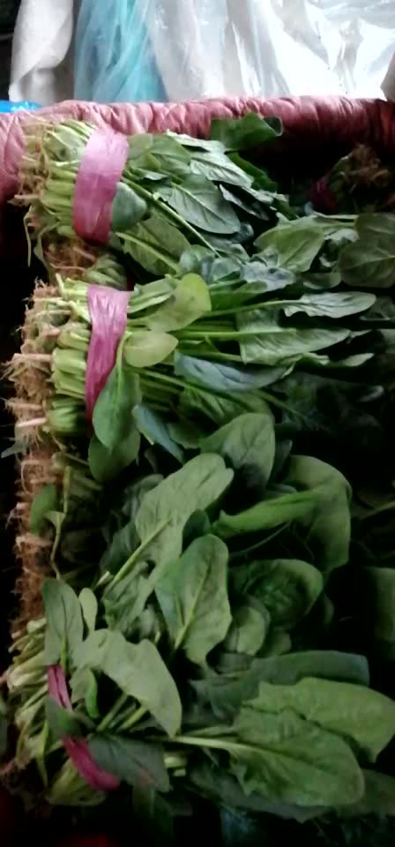 菠菜