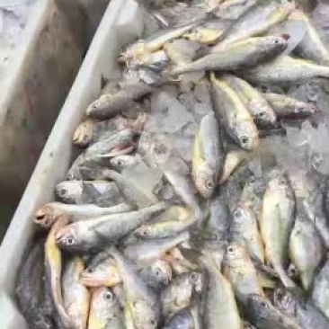 梅童鱼一斤十七八条
