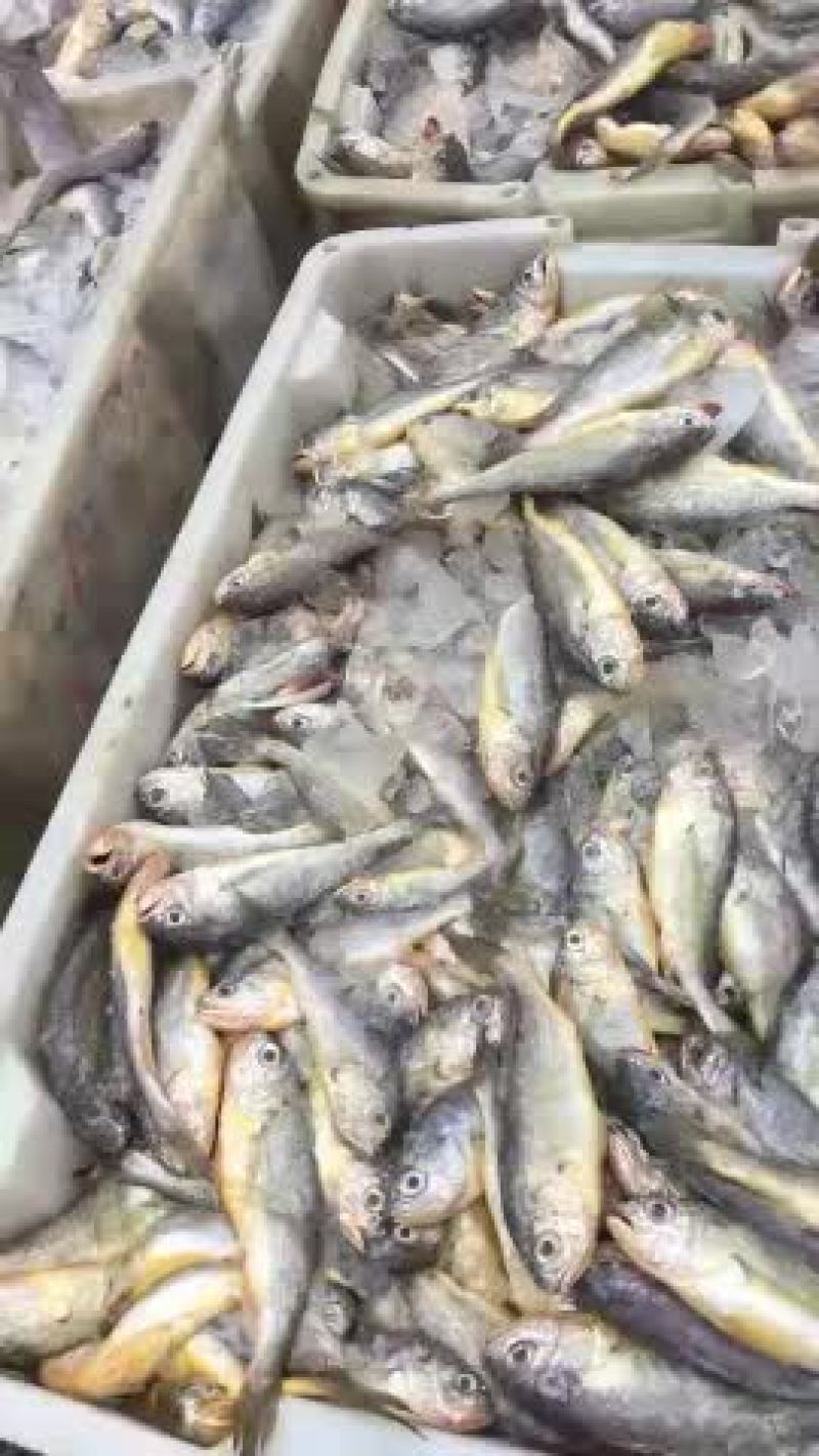 梅童鱼一斤十七八条