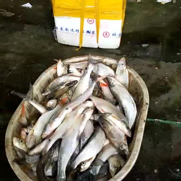 鸭河有机翘嘴鱼、红尾、白尾