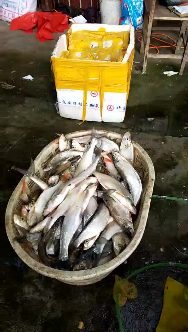 鸭河有机翘嘴鱼、红尾、白尾