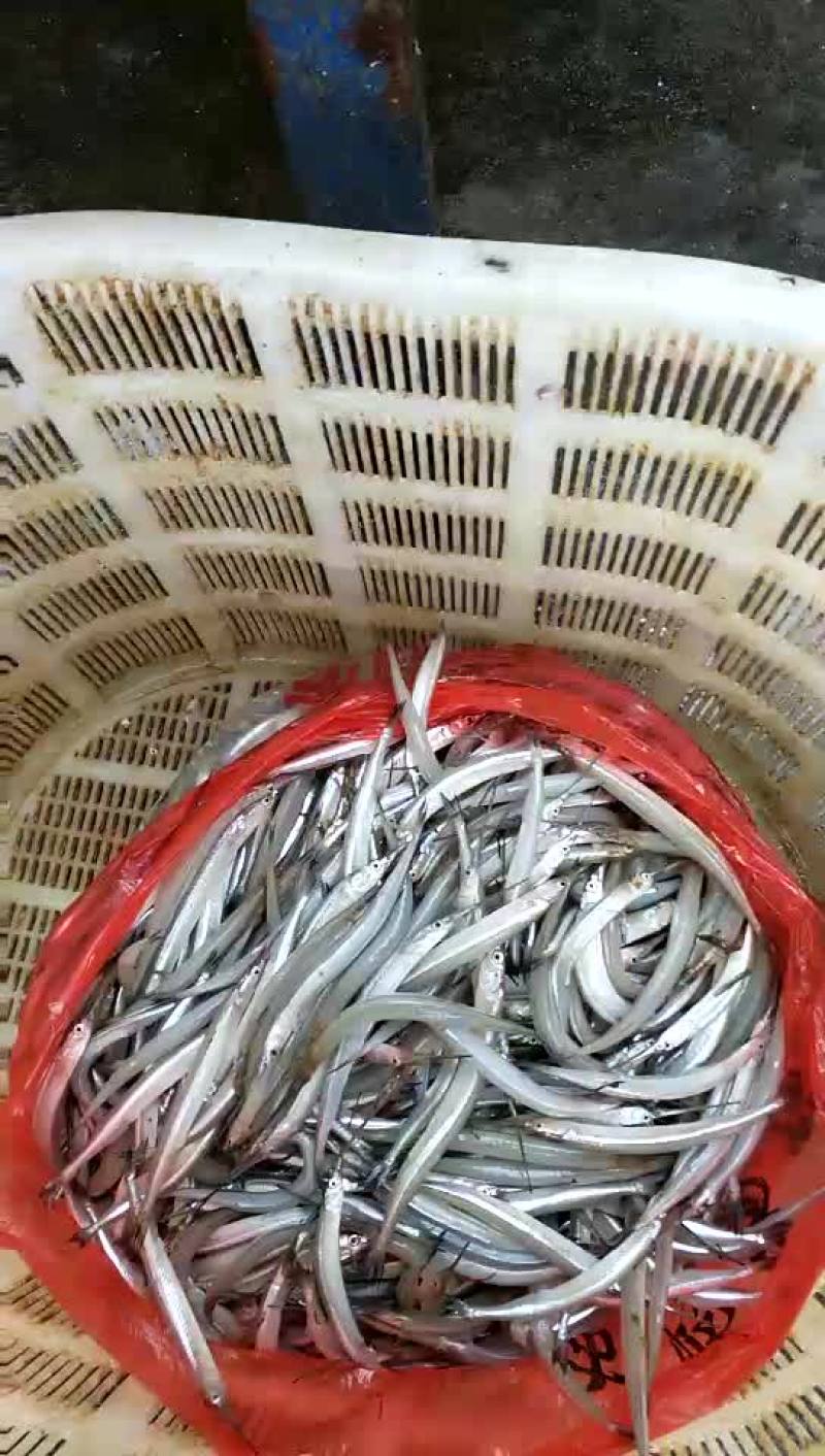 鸭河有机翘嘴鱼、红尾、白尾