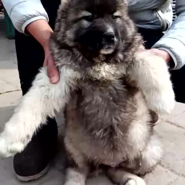 高加索