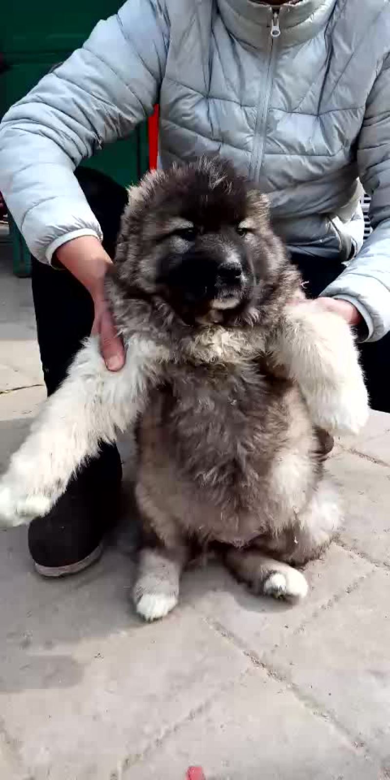 高加索