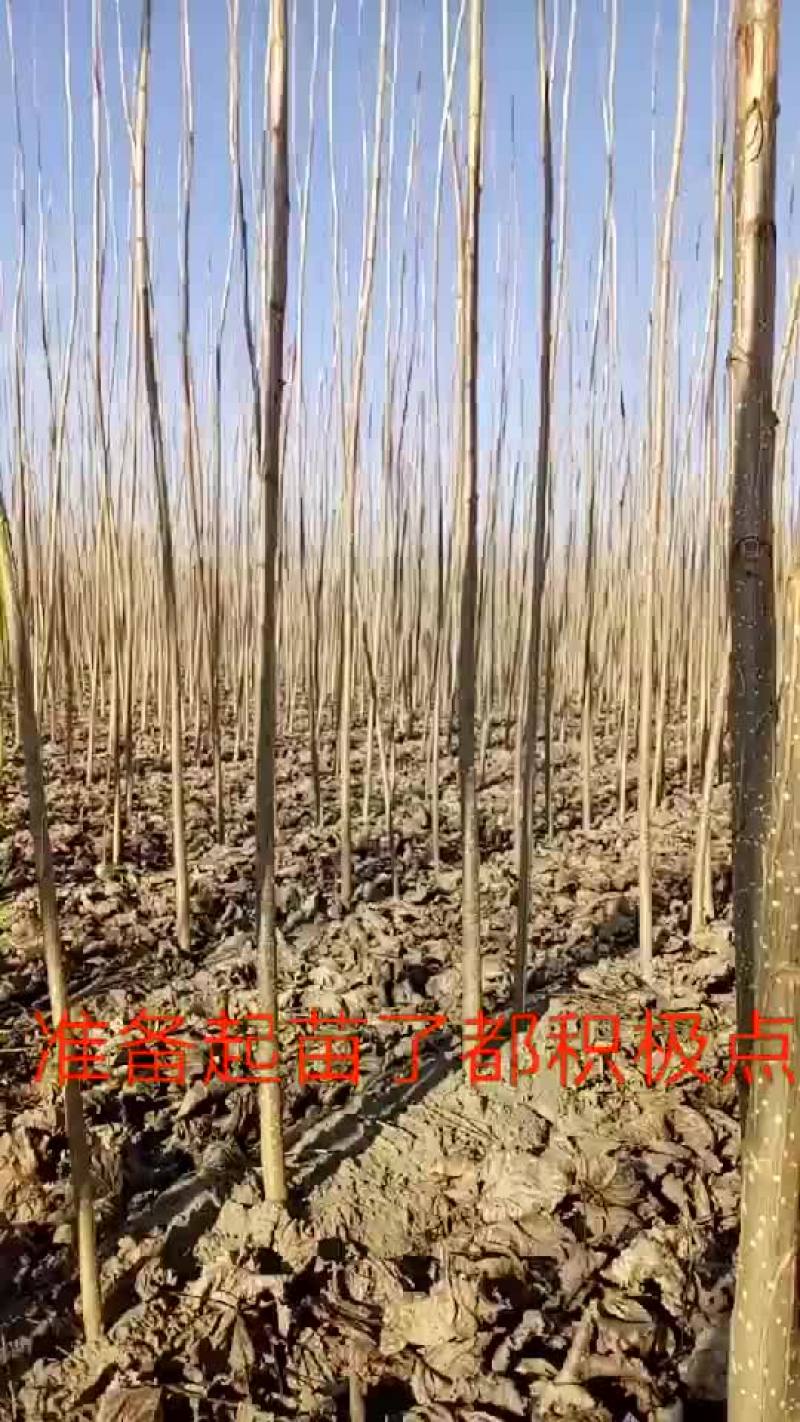 杨树苗
