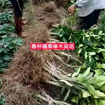 三红蜜柚苗一年以上大苗品质保证