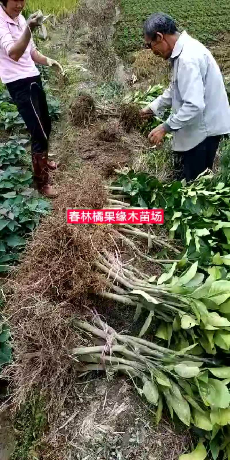 三红蜜柚苗一年以上大苗品质保证
