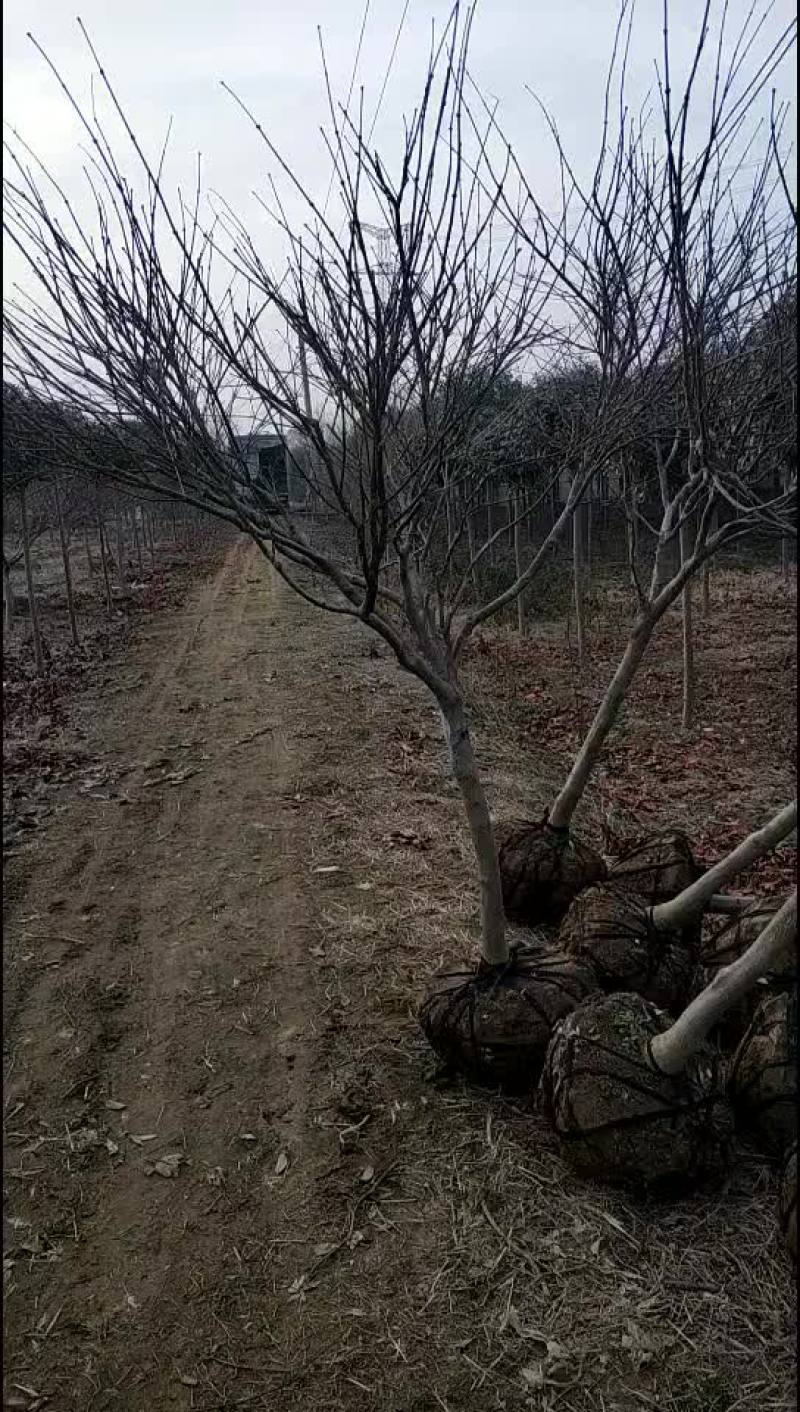 金叶女贞