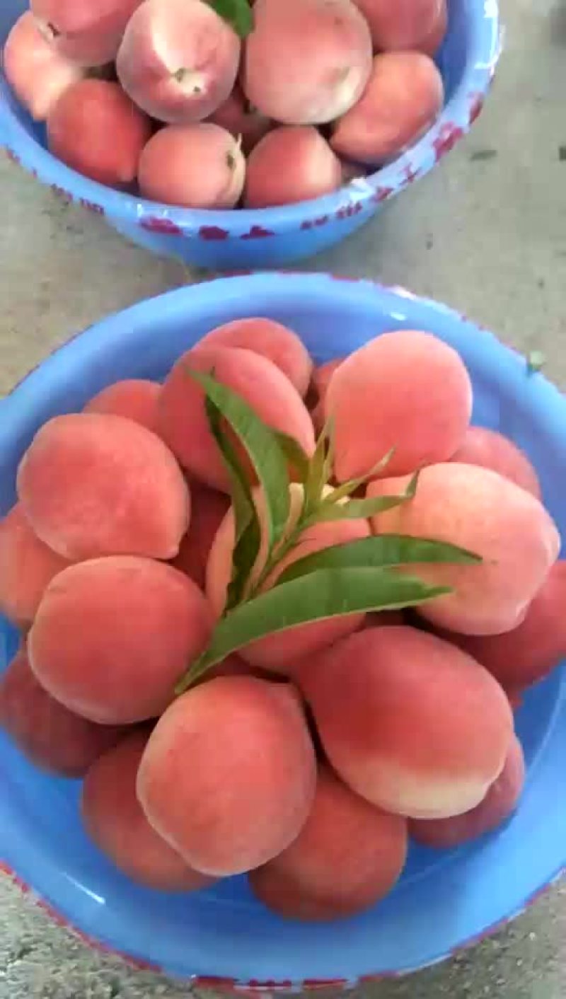 李孑，桃。