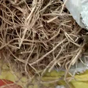 白前根