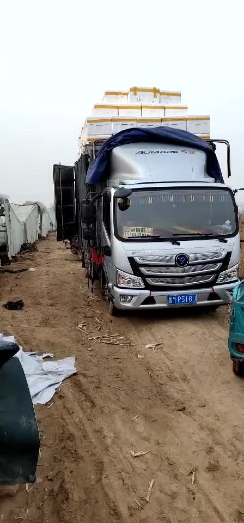 精品菠菜