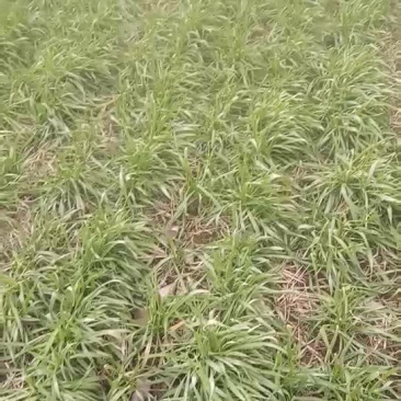 干辣椒