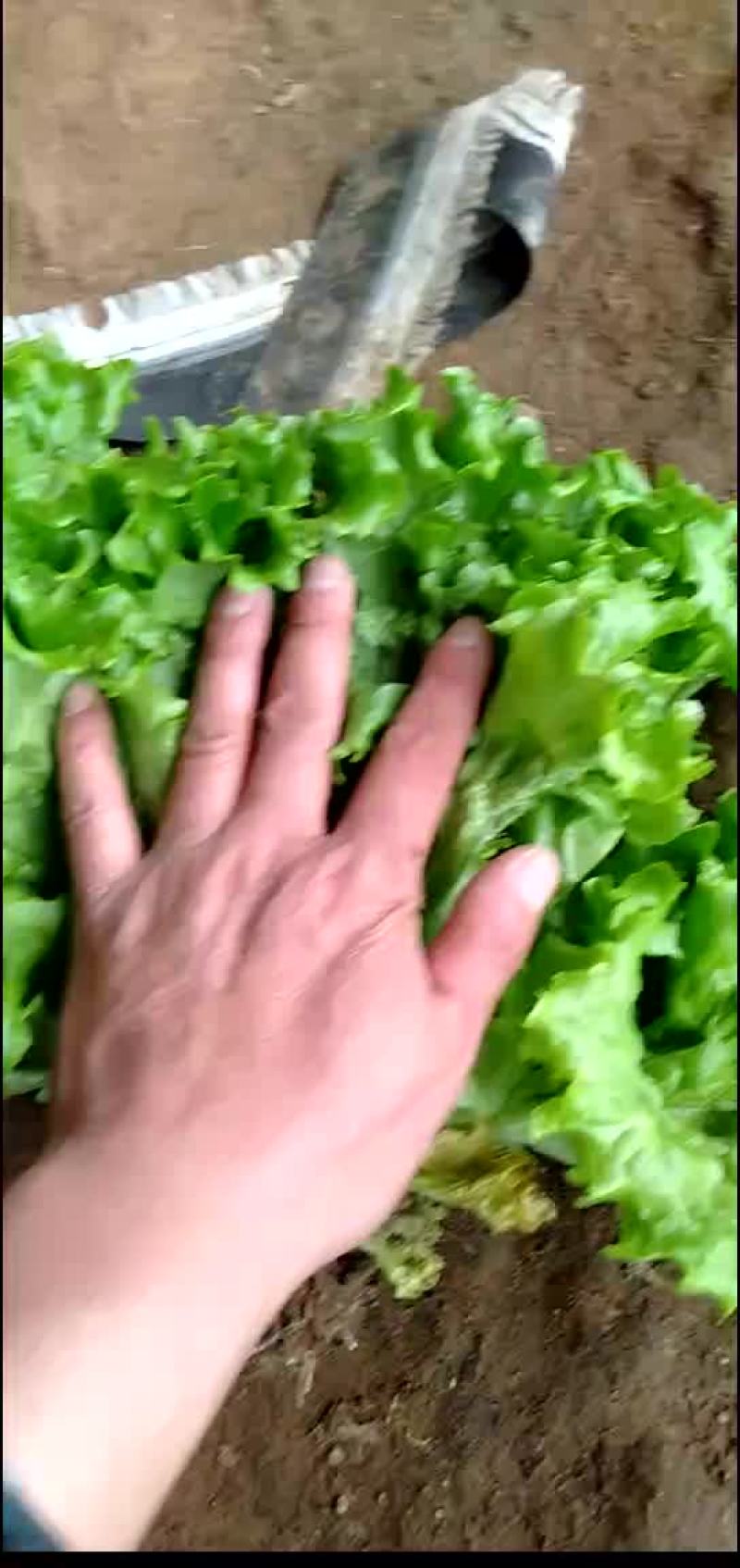 精品生菜大量上市质量完美有一流的团队