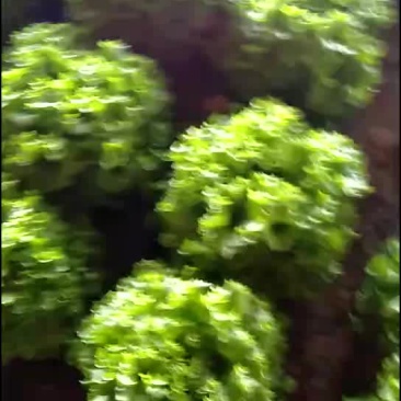 精品生菜大量上市质量完美有一流的团队