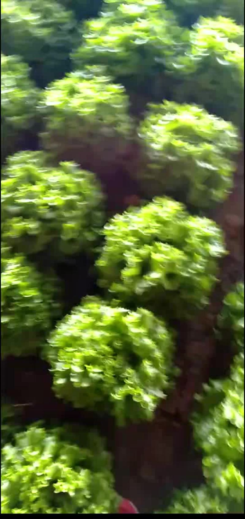 精品生菜大量上市质量完美有一流的团队