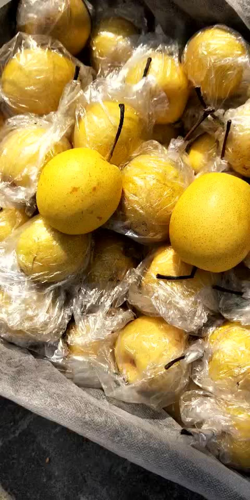 蜜梨。我这有大量秘密个头大口感好。