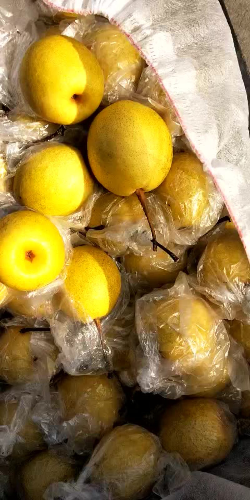 蜜梨。我这有大量秘密个头大口感好。