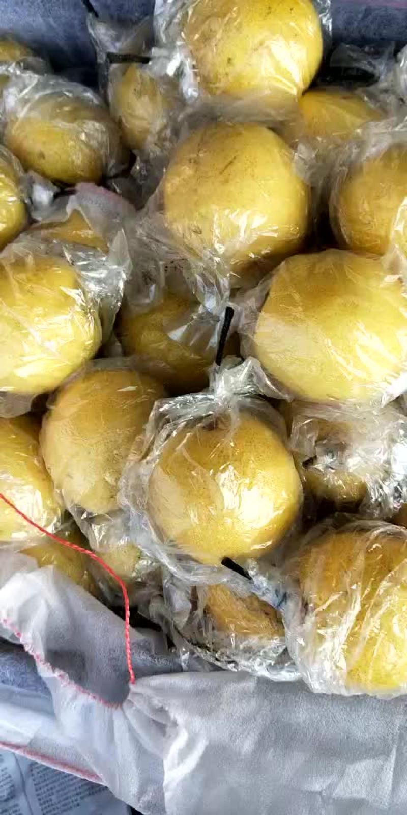 蜜梨。我这有大量秘密个头大口感好。