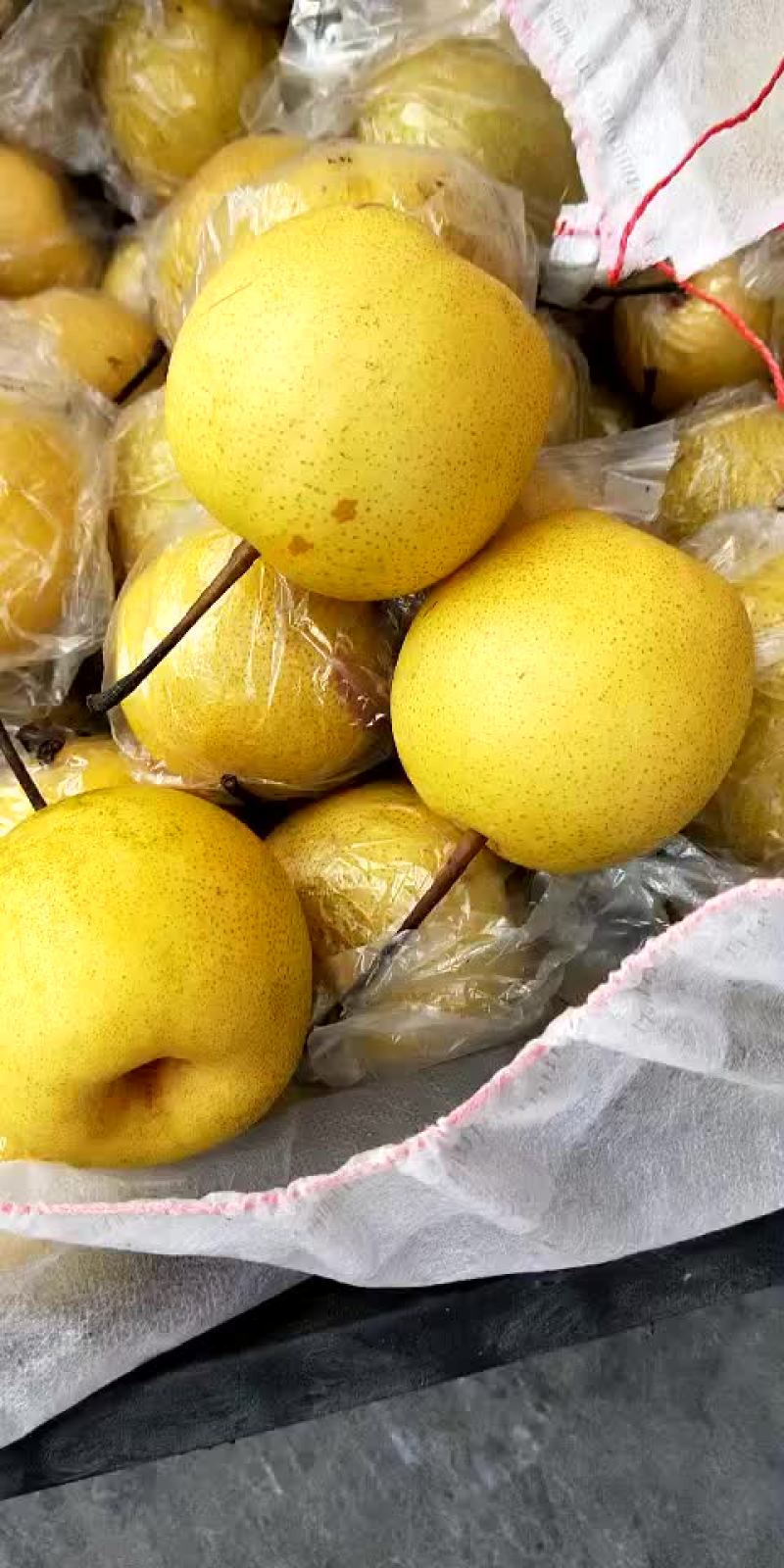 蜜梨。我这有大量秘密个头大口感好。