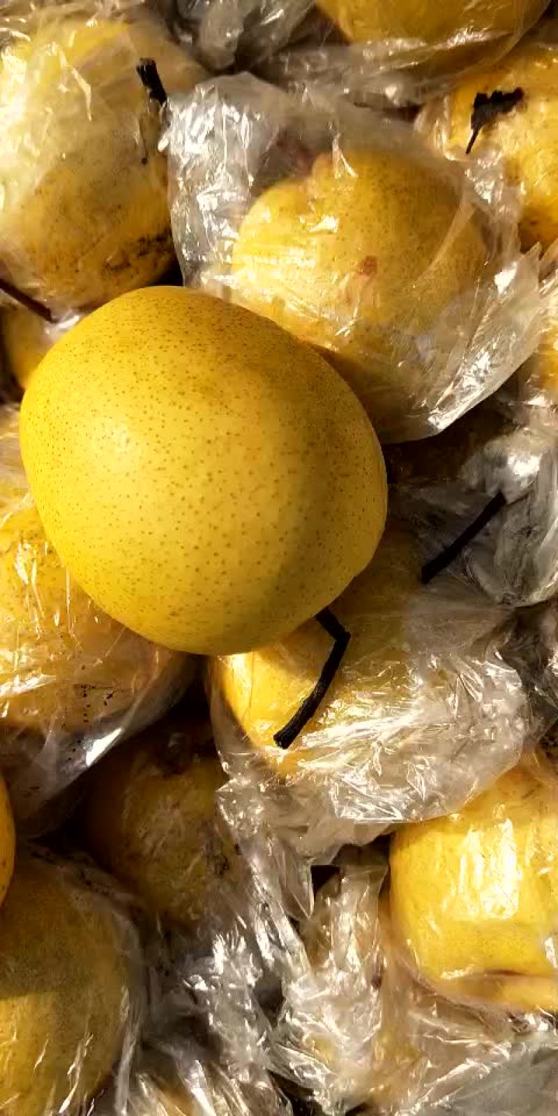 蜜梨。我这有大量秘密个头大口感好。