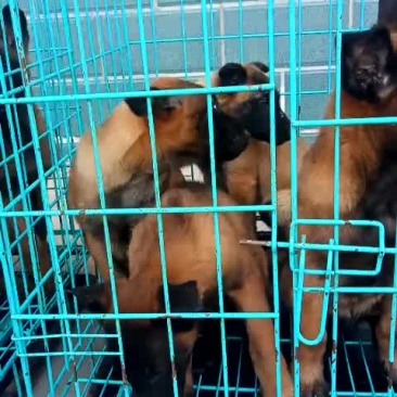 精品马犬