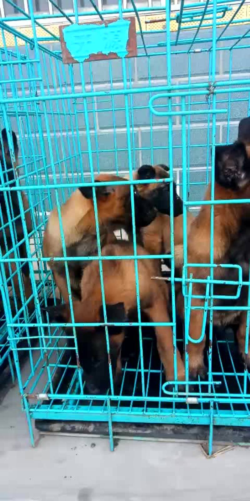 精品马犬