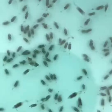 水产