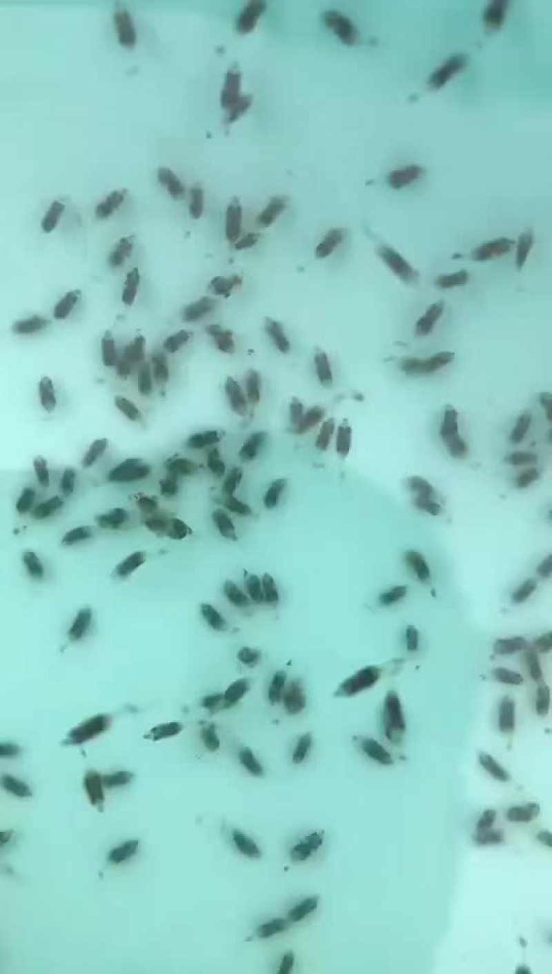水产