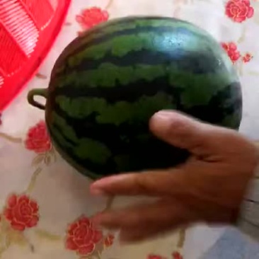 甜王西瓜