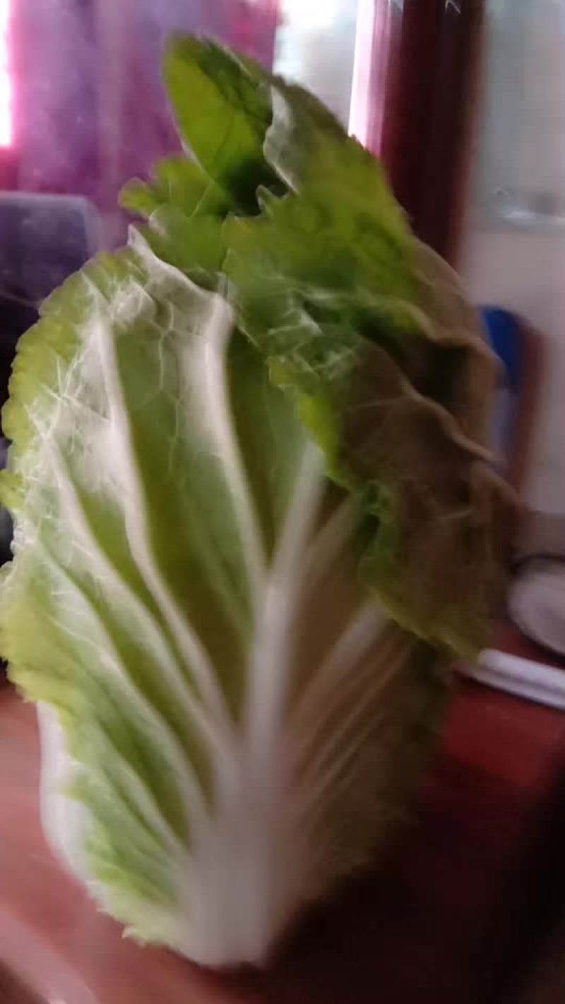 黄心高颗，雪印，傲雪迎春！567