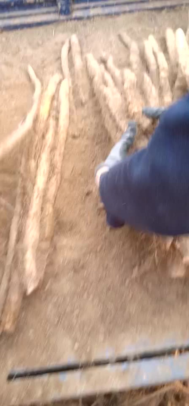 麻山药