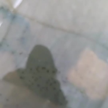 牛蛙苗