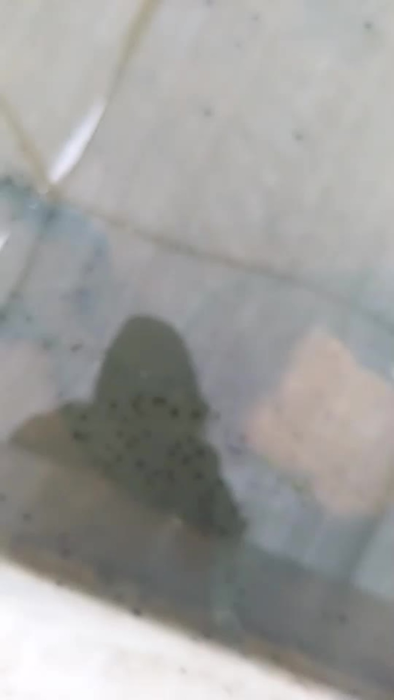 牛蛙苗