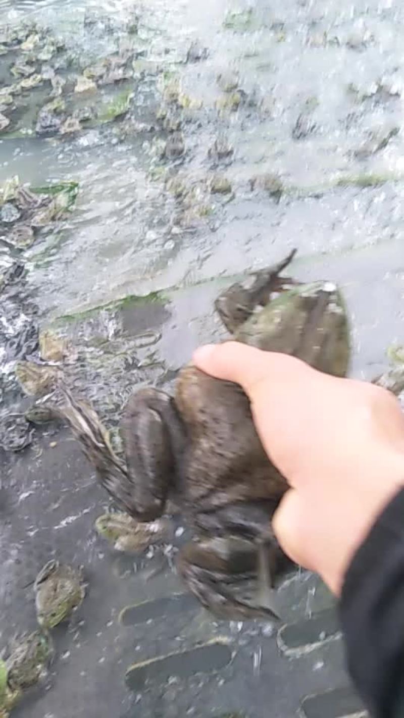 牛蛙